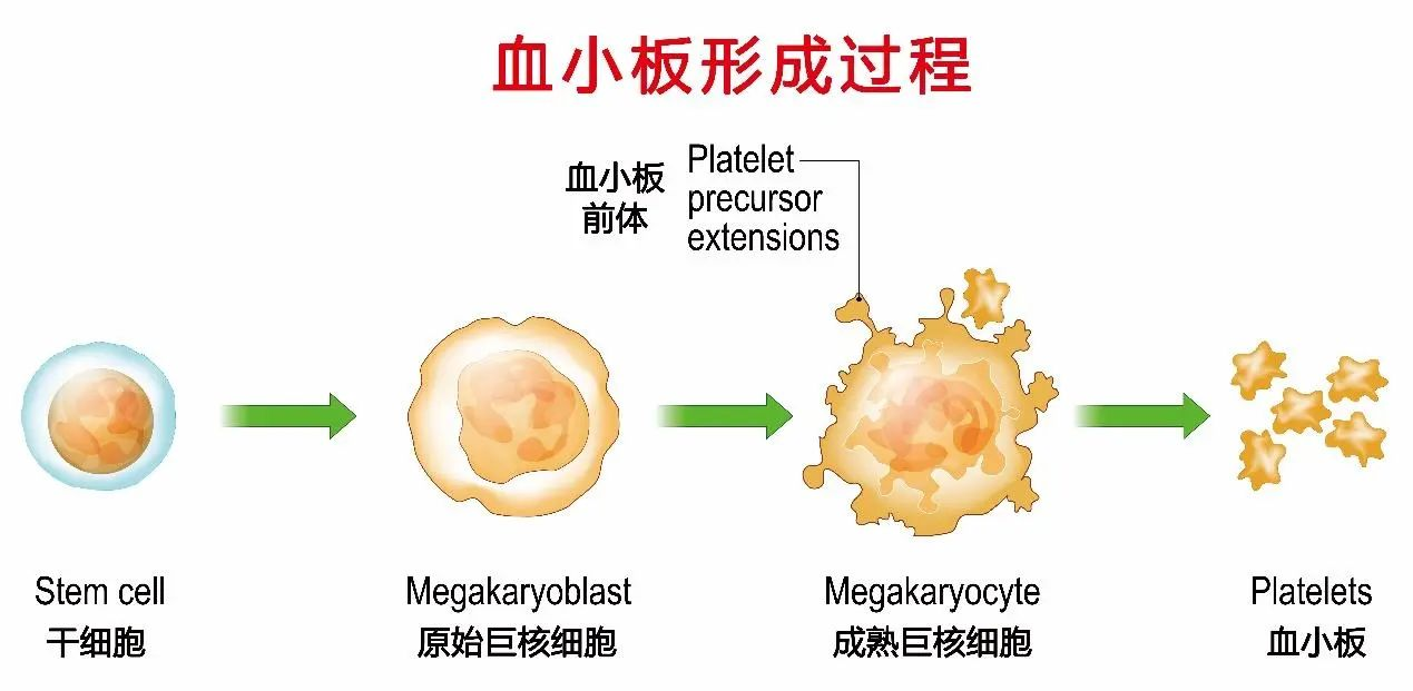 血小板形成.png